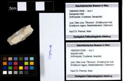 Foto (Objekt + Etiketten) von Isopoda indet. 